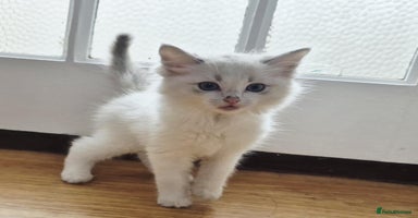 Ragdoll cats - Advert 14