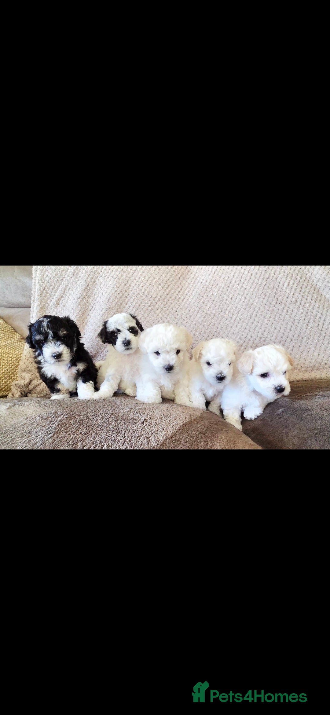 Mixed Breed dogs for sale: Bichon/Maltese mix puppies - Advert 1