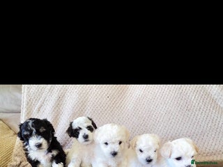 Mixed Breed dogs Bichon/Maltese mix puppies - Advert 15