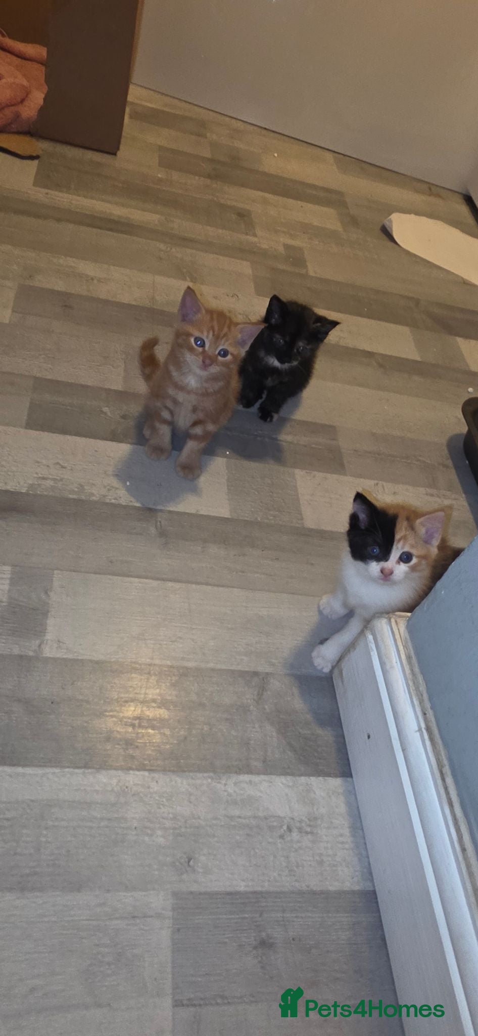 Mixed Breed cats 1 beautiful girl tortioshell/callico, 1 boy ginger - Advert 1