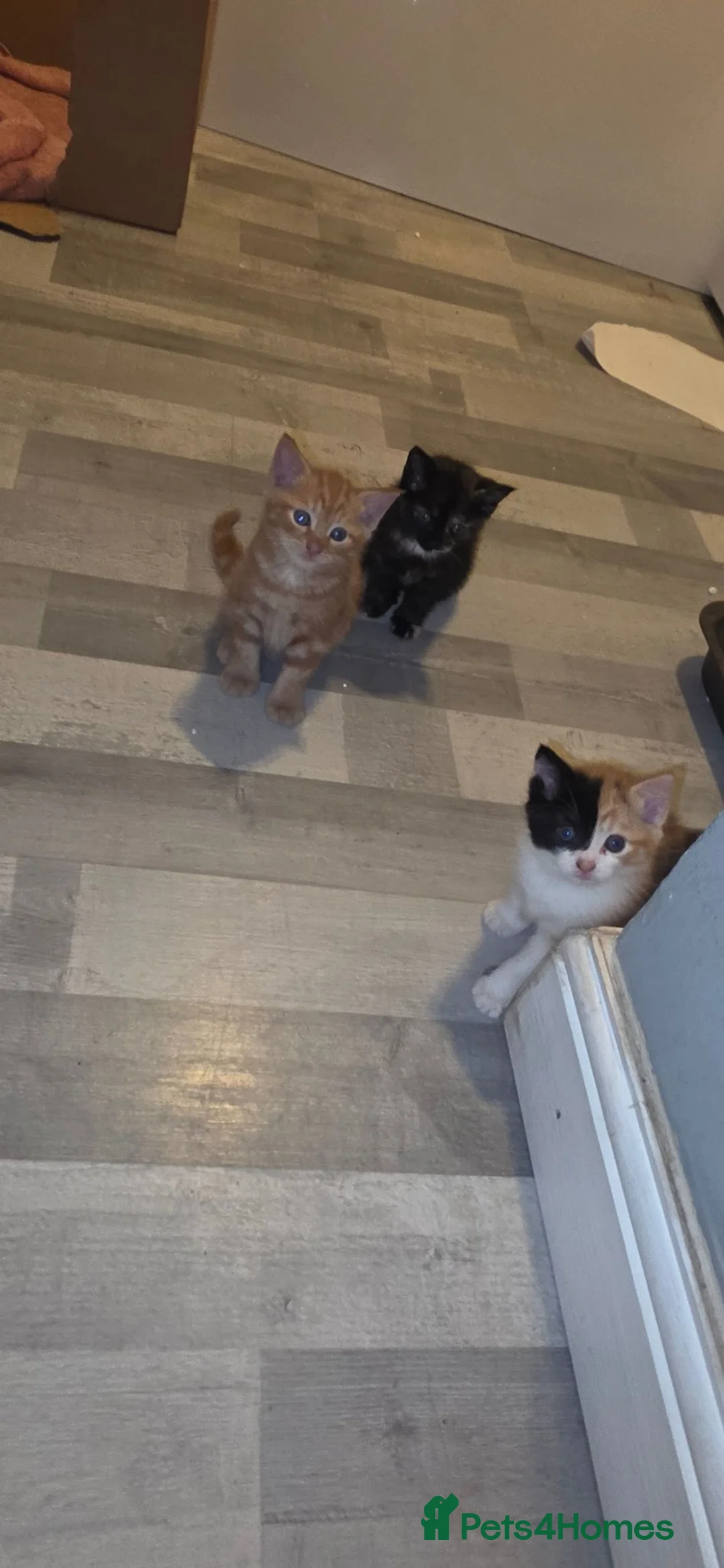 Mixed Breed cats for sale: 1 beautiful girl tortioshell/callico, 1 boy ginger in Gosport - Advert 1