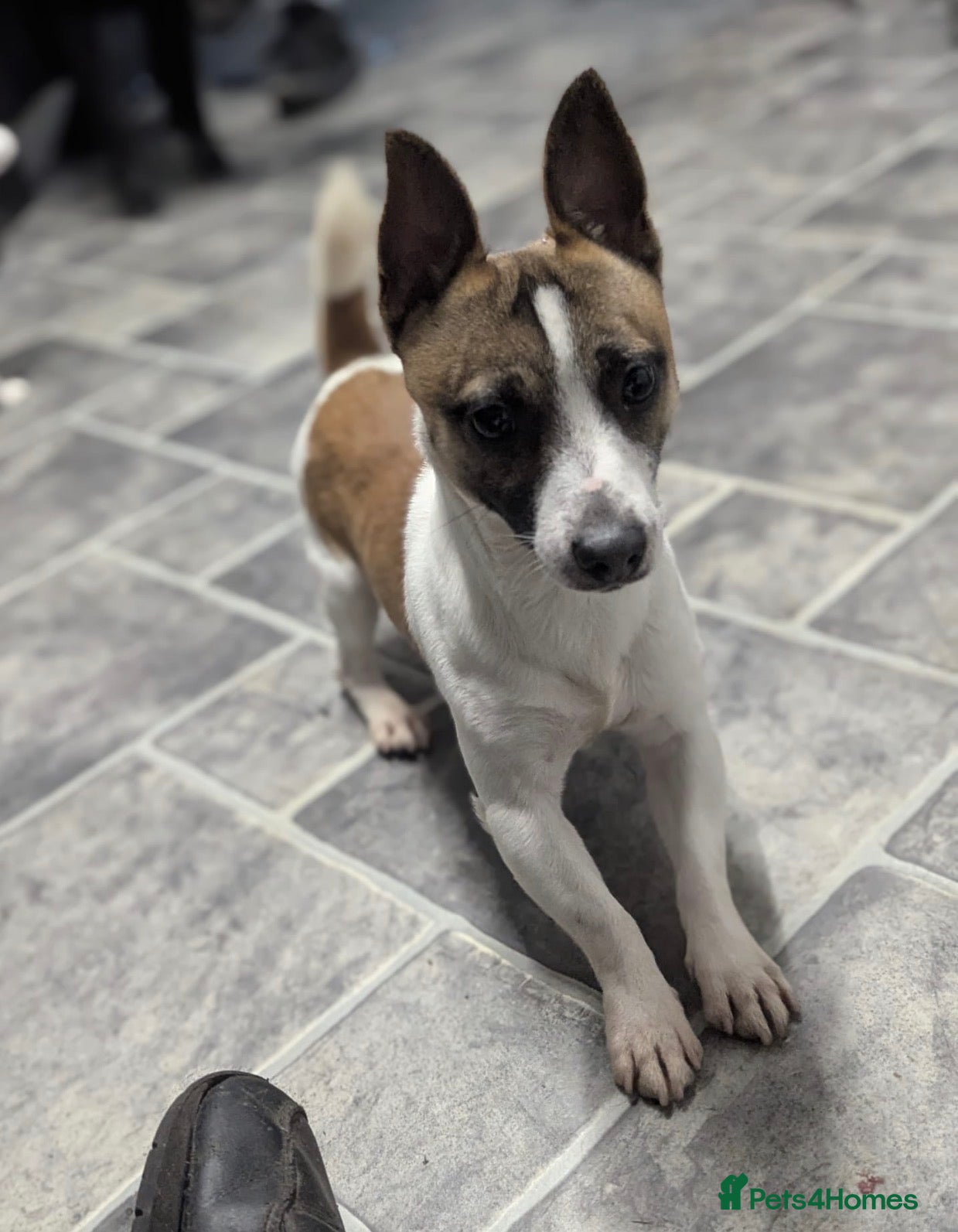 Jack Russell dogs Miniature Jack Russell  - Advert 7