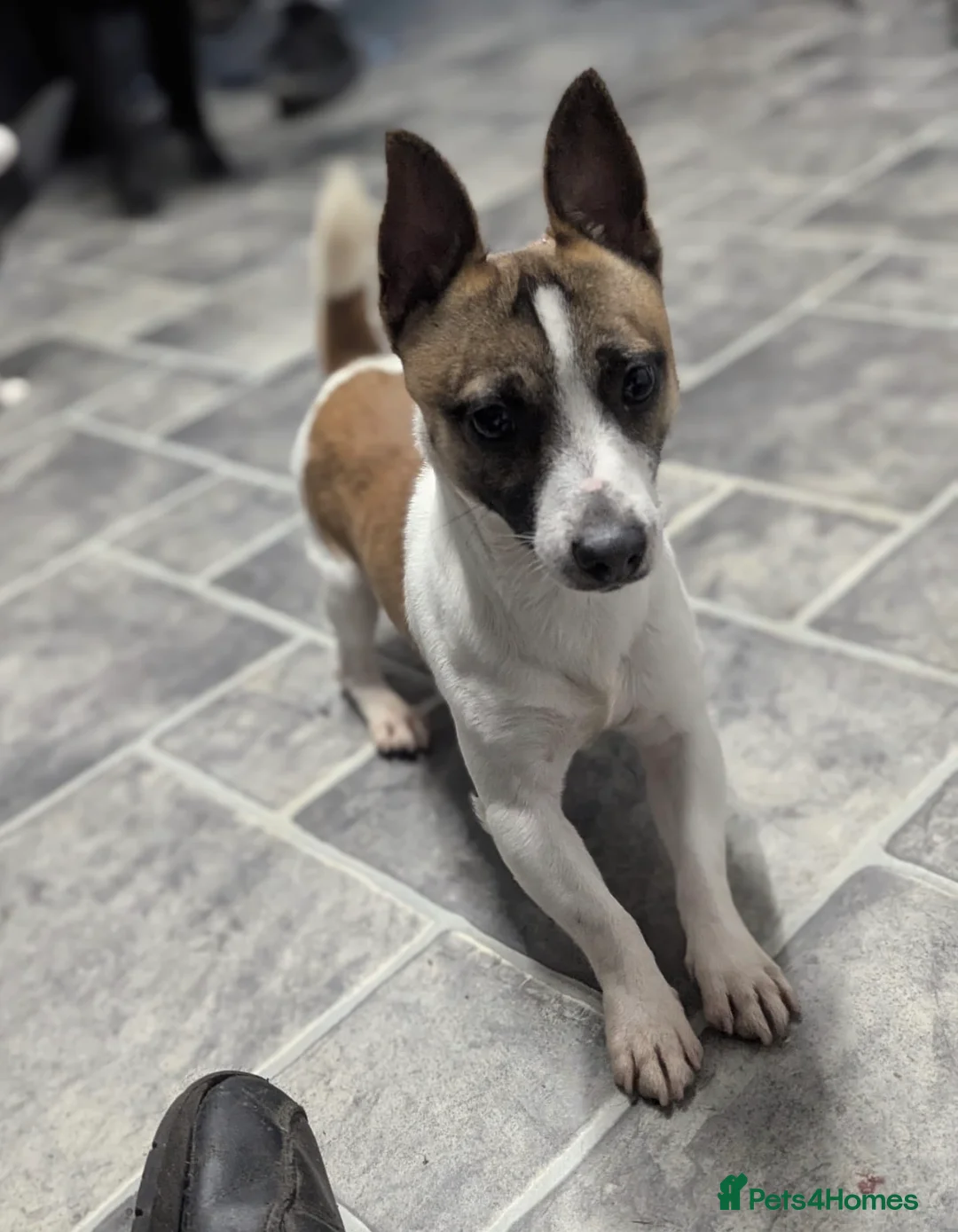 Jack Russell dogs for sale: Miniature Jack Russell  - Advert 1