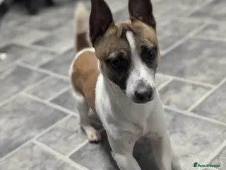 Jack Russell dogs Miniature Jack Russell - Advert 7
