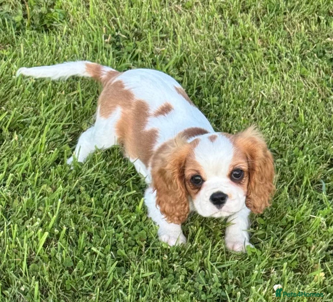 Cavalier King Charles Spaniel dogs for sale: Beautiful Blenheim Cavalier King Charles puppies - Image 16