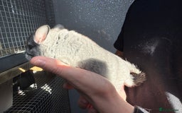 Chinchilla rodents for sale: Chinchilla Kits - Male & Female - Image 3