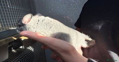 Chinchilla rodents - Advert 16