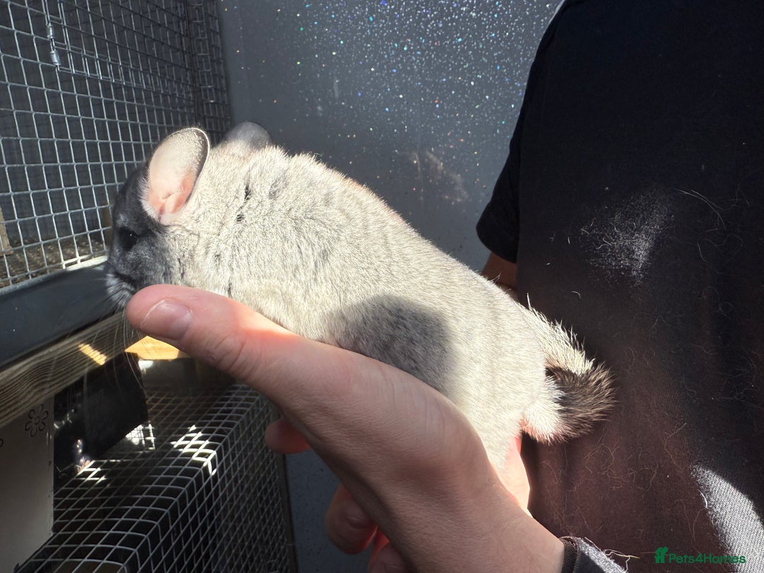Chinchilla rodents for sale: Chinchilla Kits - Male & Female - Image 3