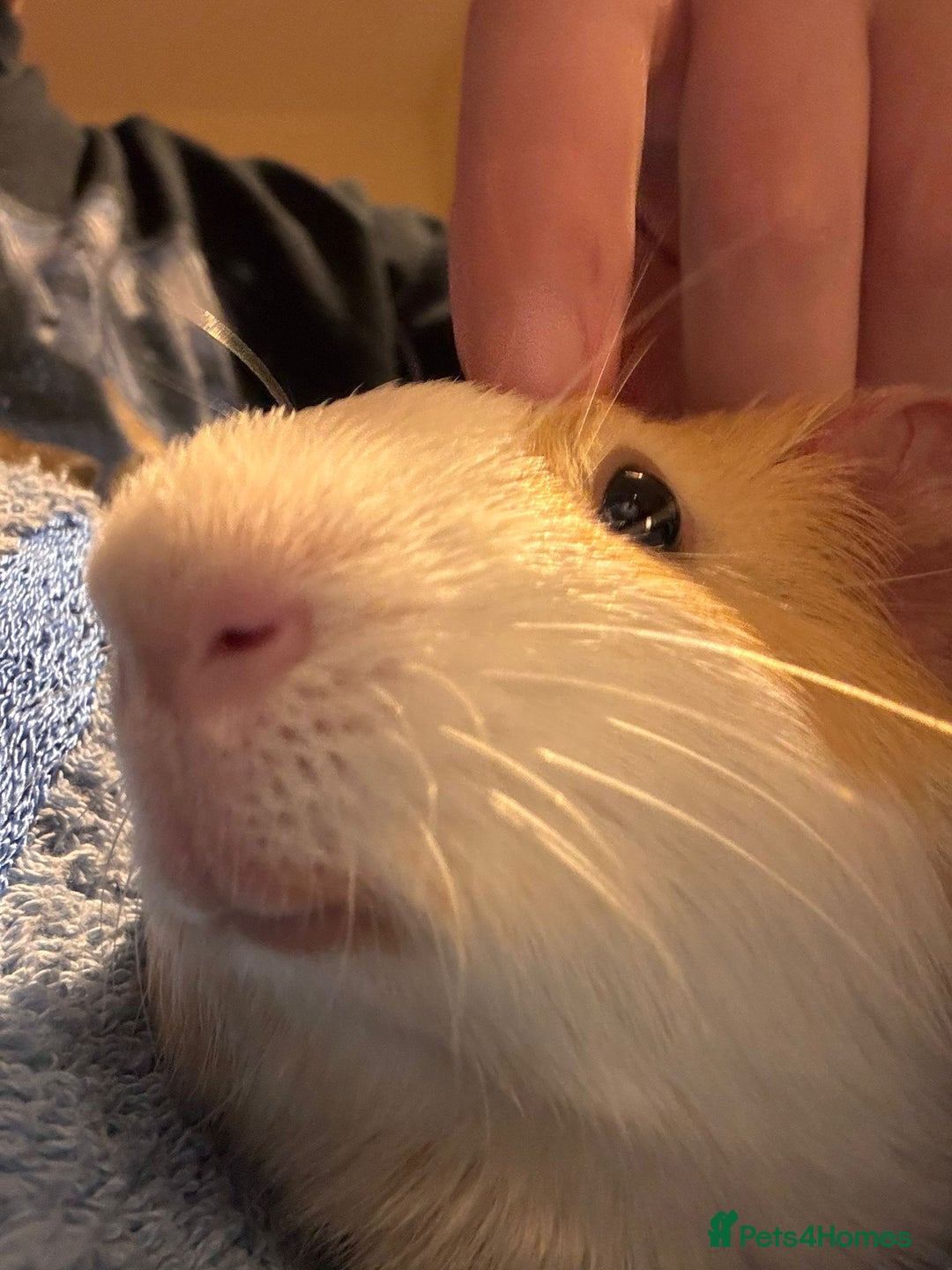 Guinea Pig rodents for sale: A Loving Home Needed for Our Guinea Pig - Image 4