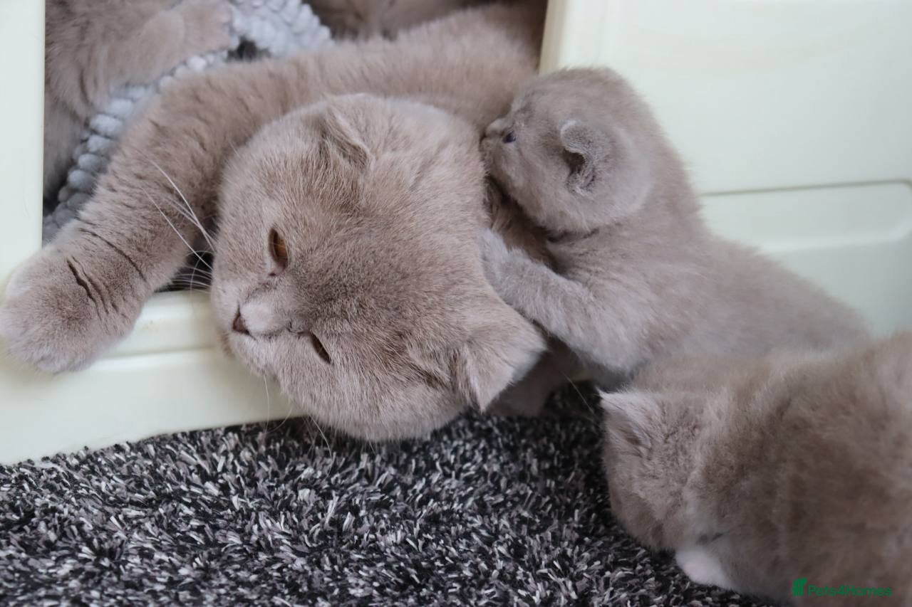 Scottish Fold cats for sale: Champion BL Stunning Scottish kittens  - Advert 2