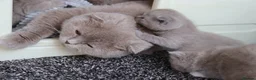 Scottish Fold cats for sale: Champion BL Stunning Scottish kittens  - Advert 2