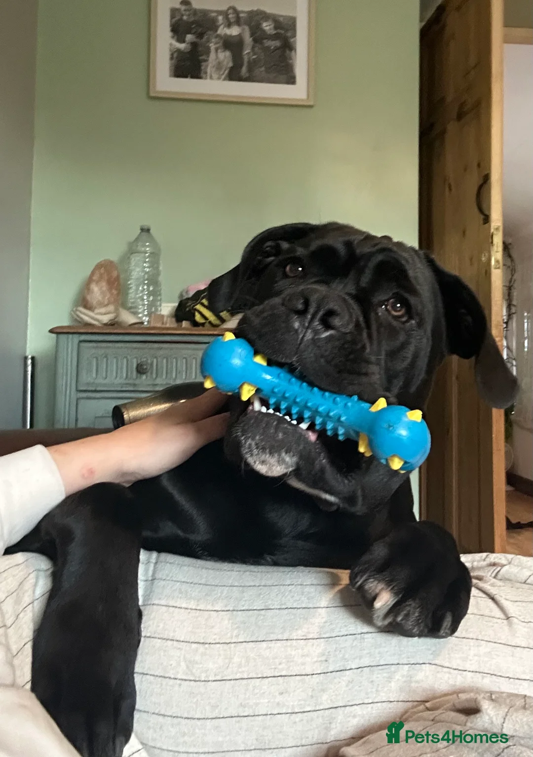 Cane Corso dogs for sale: Zeus  - Advert 9