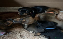 Dachshund dogs for sale: 5 adorable smooth haired dachshund puppies - Image 9