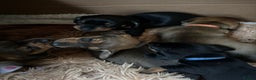 Dachshund dogs for sale: *1 beautiful dachshund girl left* - Advert 4