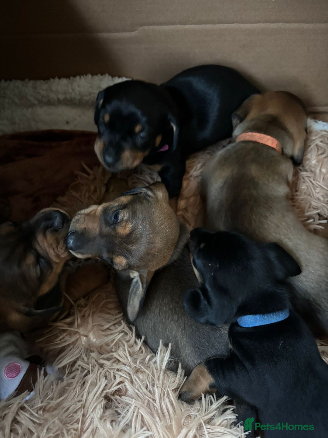 Dachshund dogs for sale: 5 adorable smooth haired dachshund puppies - Image 9