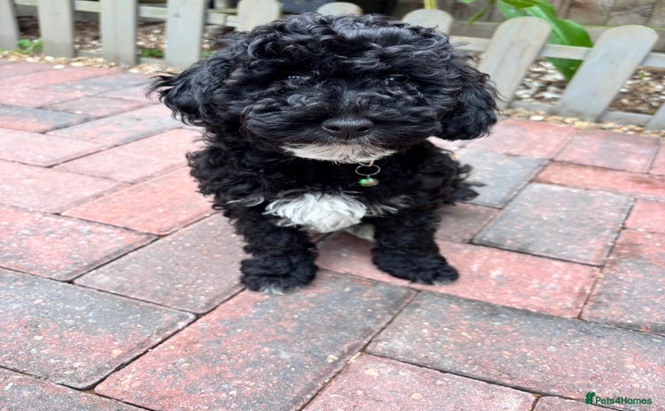 Toy Poodle dogs - Advert 6