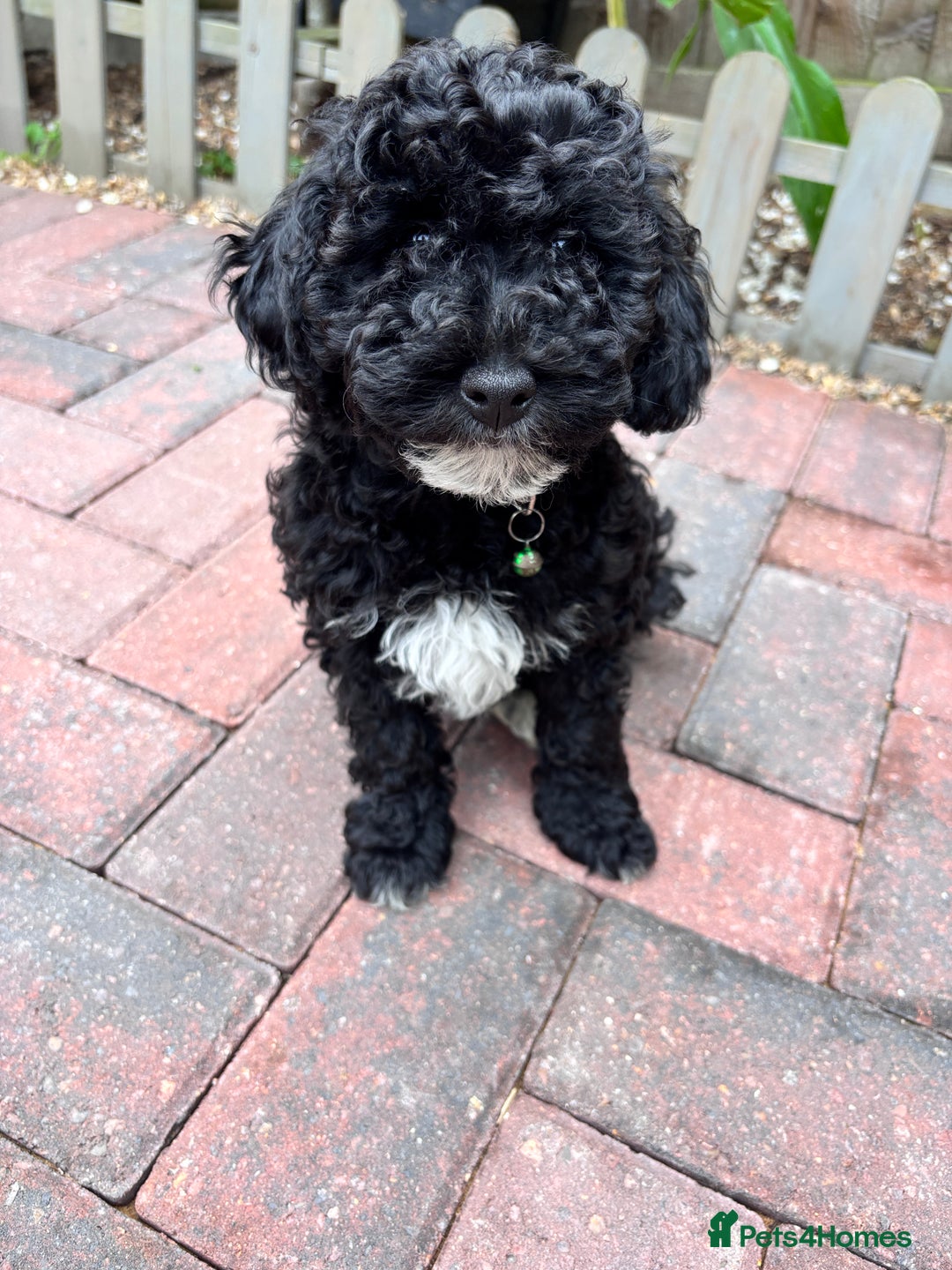 Toy Poodle dogs for sale: Adorable toy poodles, 1 boy left,  READY TO GO - Image 1
