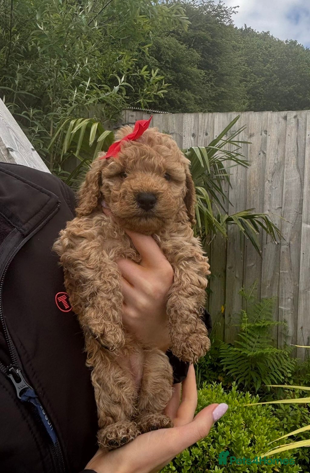 Mixed Breed dogs Adorable  cockapoo  puppies  - Advert 2