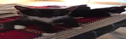 Mixed Breed cats for sale: 5 Beautiful and friendly tuxedo kittens - Advert 9