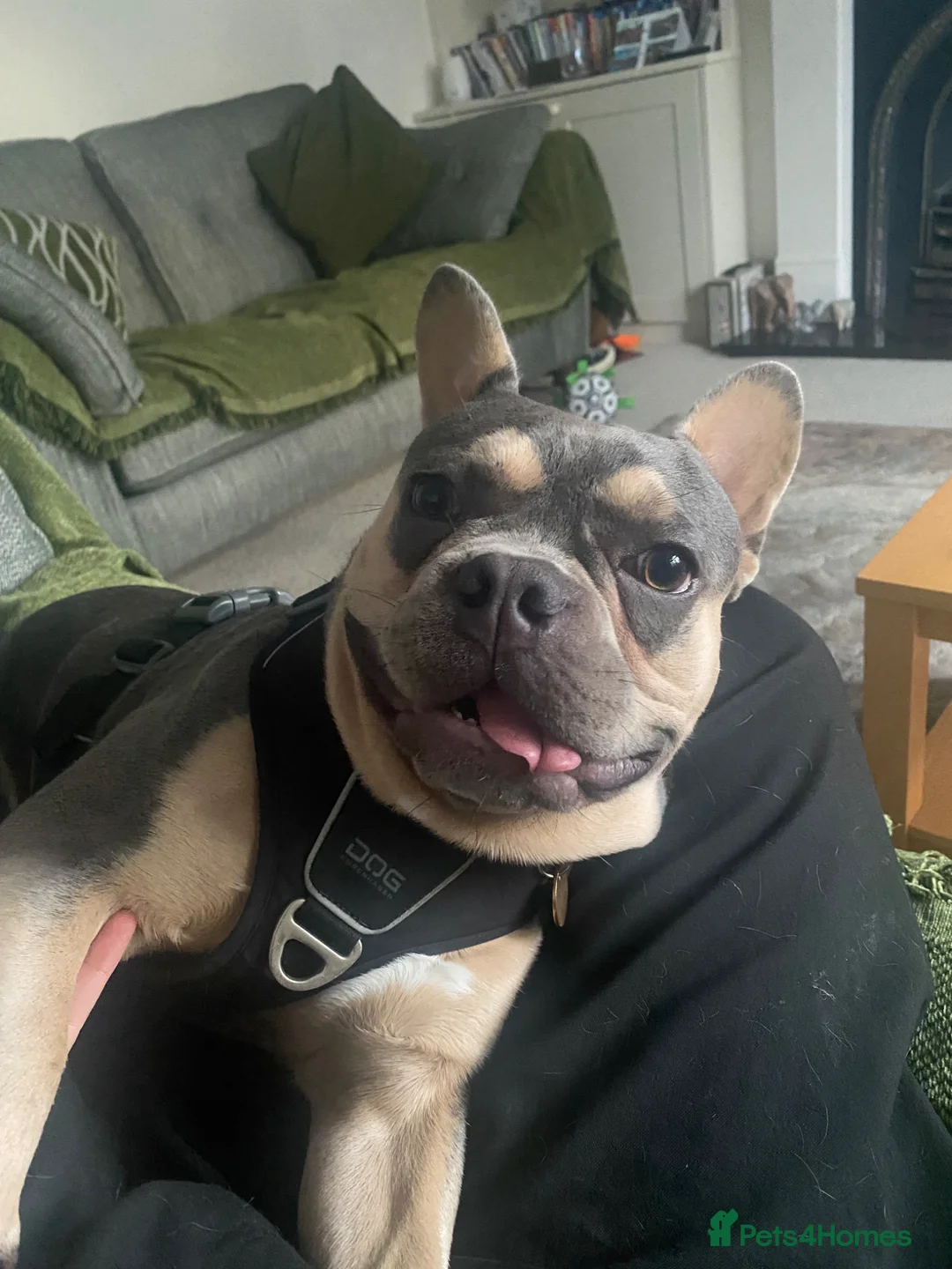 French Bulldog dogs for sale: Benny French Bulldog- looking for forever home  - Advert 9
