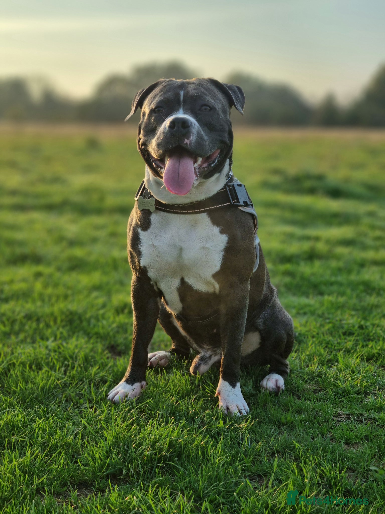 American Bull Staffy dogs AMSTAFF MALE AVAILABLE FOR STUD - Advert 6