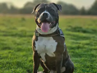 American Bull Staffy dogs AMSTAFF MALE AVAILABLE FOR STUD - Advert 9