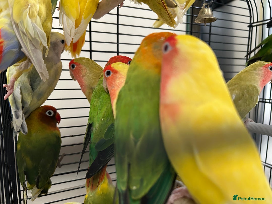 Lovebirds birds for sale: Love Birds for sale, all in good health  - Advert 9