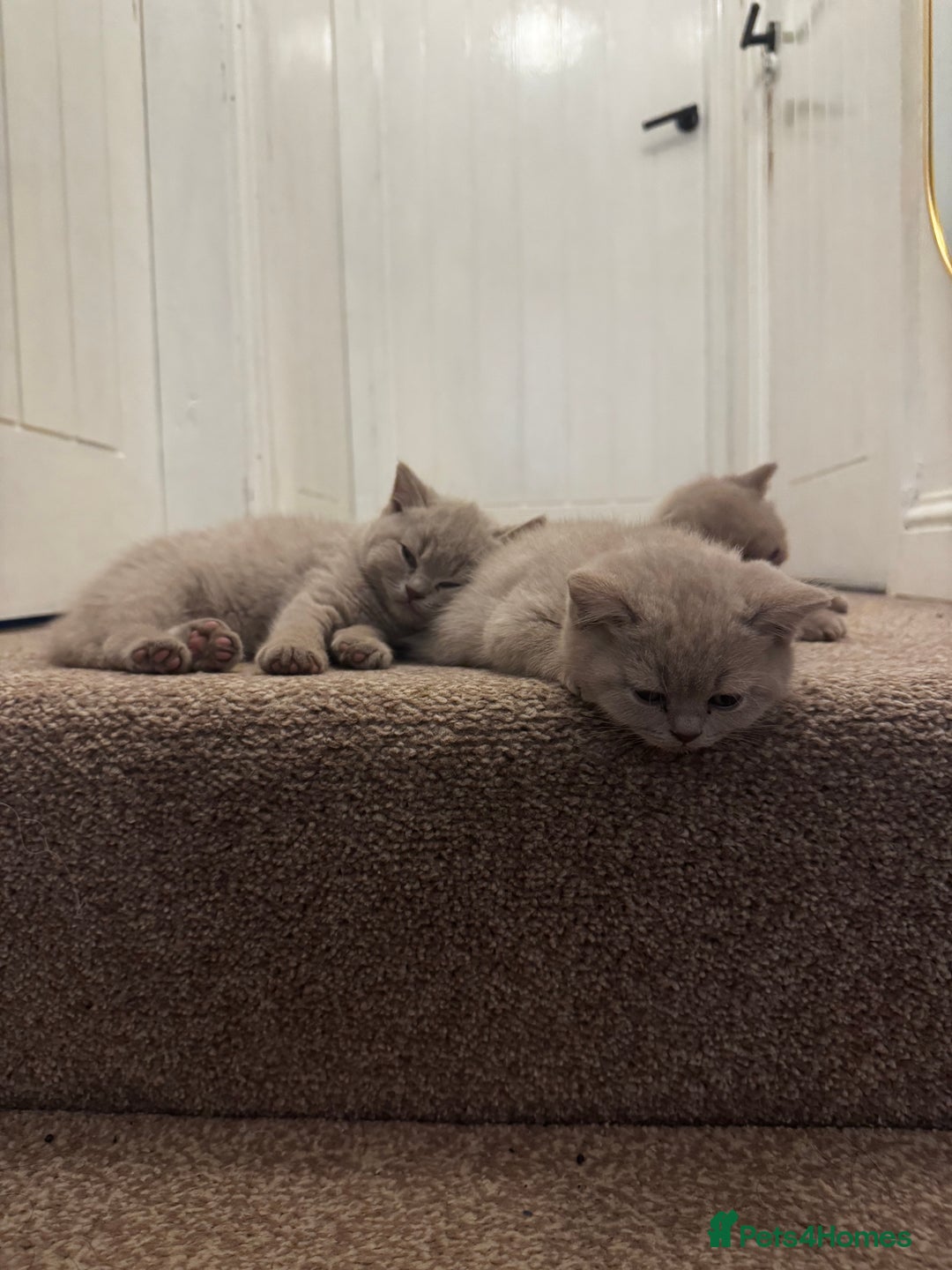 British Shorthair cats for sale: Beautiful Lilac BSH Kittens – Pedigree Parents - Advert 2