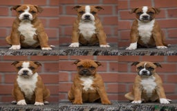 Staffordshire Bull Terrier dogs for stud: 🥨 Top Quality Red SBT Stud 🥨 - Image 9