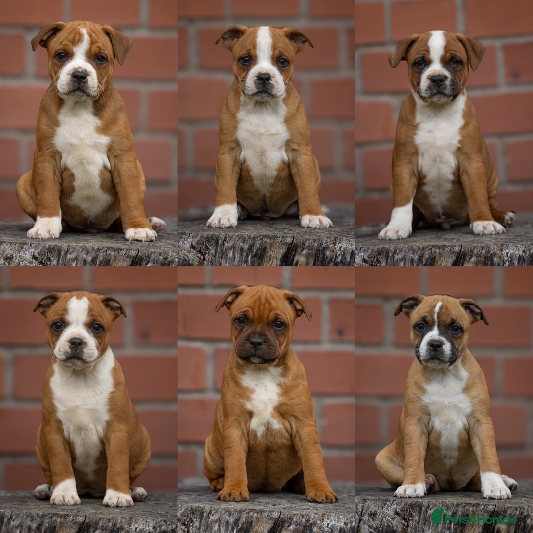 Staffordshire Bull Terrier dogs for stud: 🥨 Top Quality Red SBT Stud 🥨 - Image 9