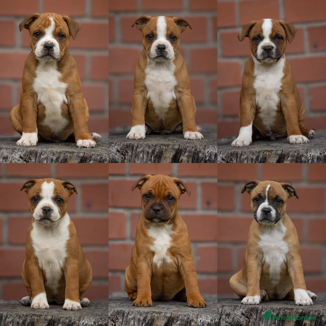 Staffordshire Bull Terrier dogs for stud: 🥨 Crufts Qualified Red SBT Stud 🥨 - Advert 13