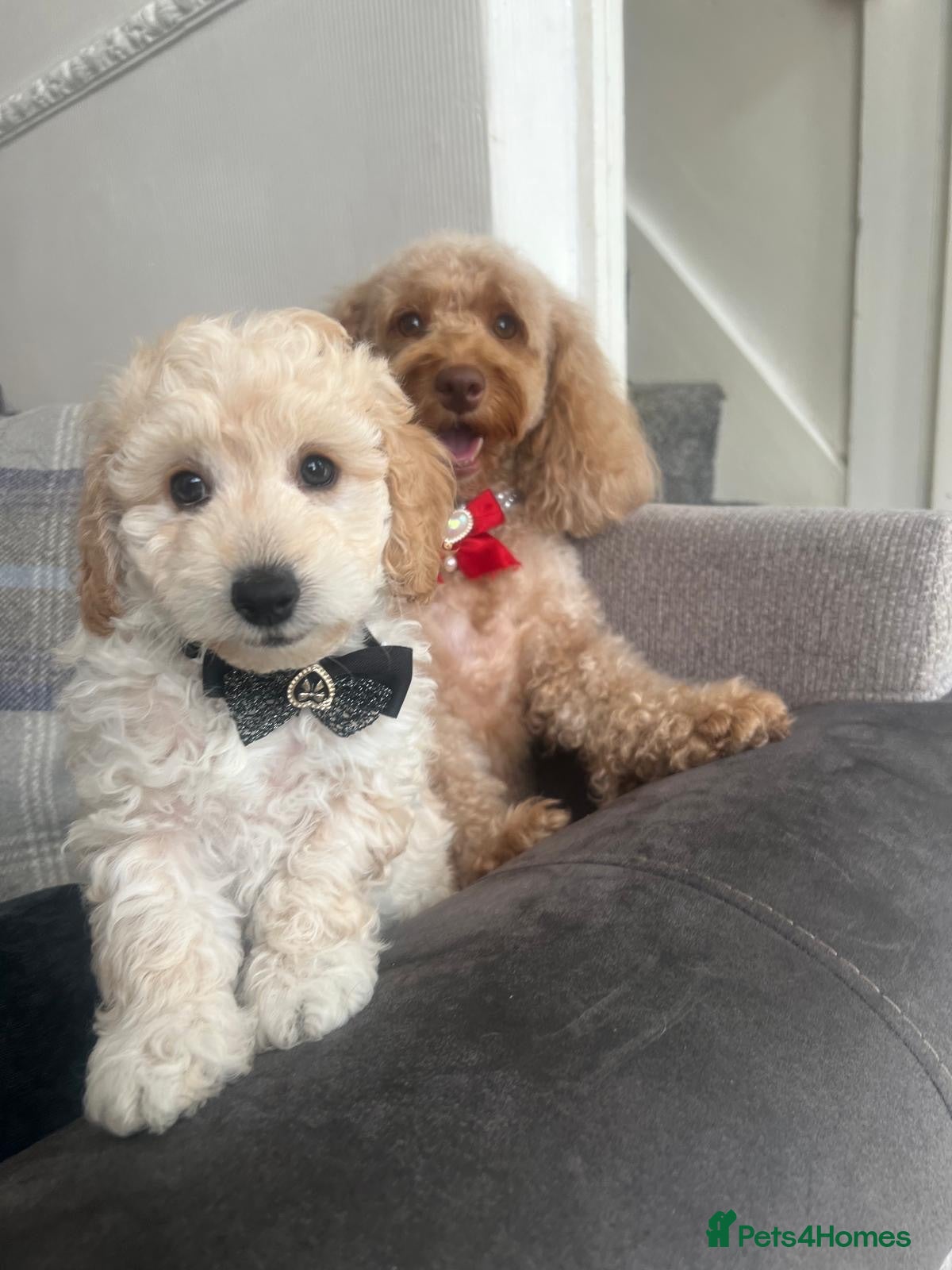 Cockapoo dogs Cockapoo puppies for Sale - Advert 1