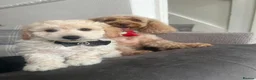 Cockapoo dogs for sale: Cockapoo puppies for Sale - Advert 1