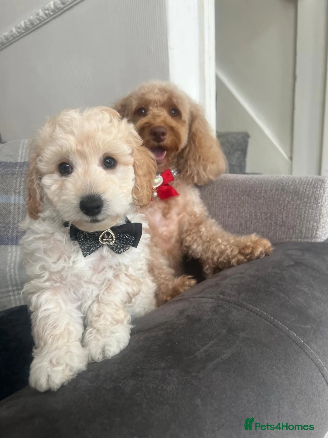 Cockapoo dogs for sale: Cockapoo puppies for Sale - Advert 1