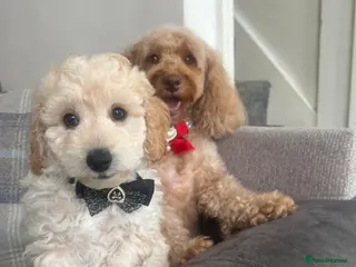 Cockapoo dogs Cockapoo puppies for Sale - Advert 7