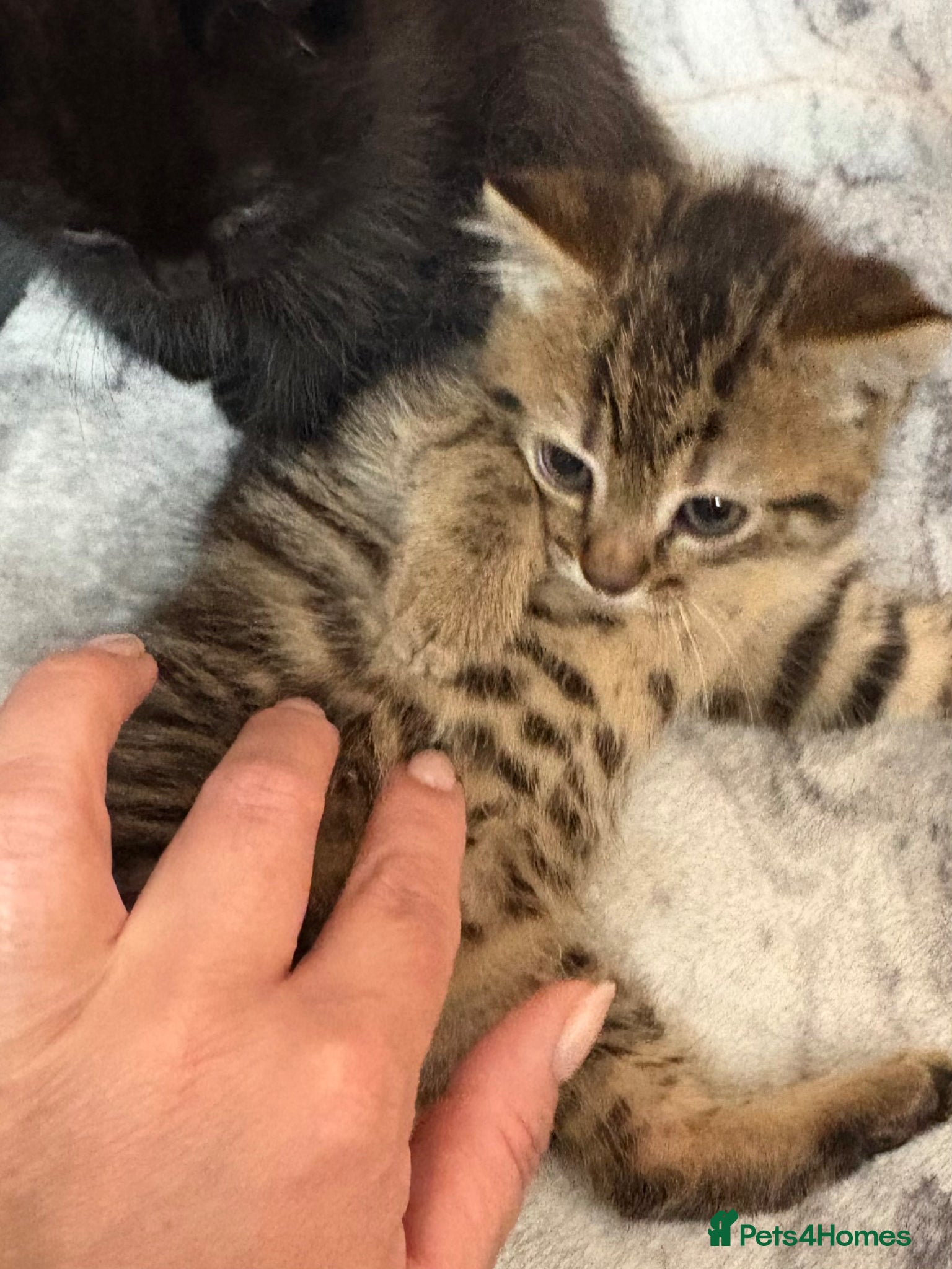 Mixed Breed cats ***Ready now***  Small litter of beautiful Kittens - Advert 1