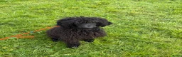 Standard Poodle dogs for sale: Standard poodle female - Advert 2