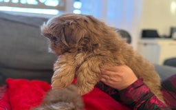 Shih Tzu dogs for sale: Shih Tzu KARASHISHI Line Two Boys Left Green Eyes - Advert 9