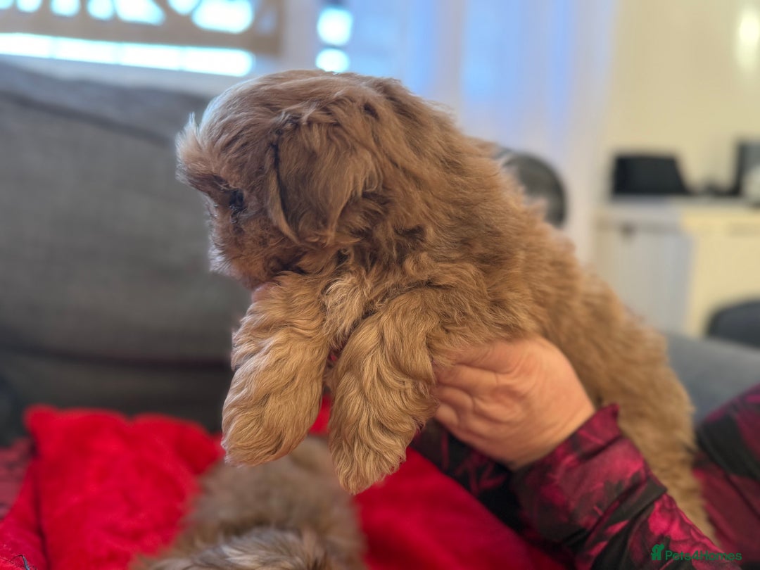 Shih Tzu dogs for sale: Shih Tzu KARASHISHI Line Two Boys Left Green Eyes - Advert 9