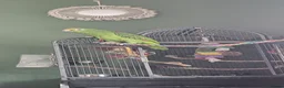 Parrots birds for sale: Amazon yellow crown parrot - Advert 2