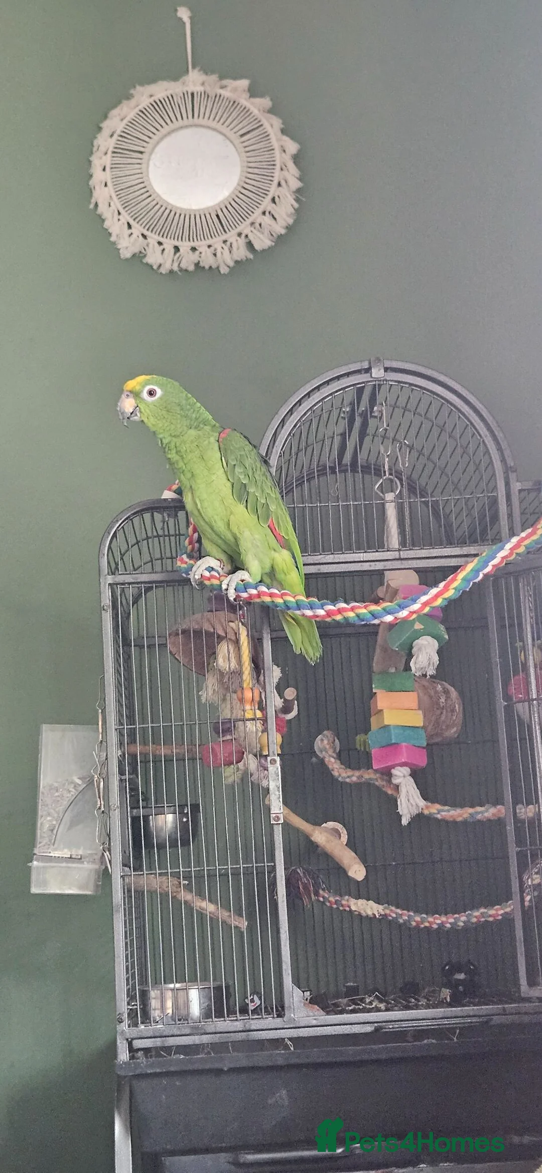 Parrots birds for sale: Amazon yellow crown parrot - Advert 2