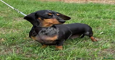 Miniature Dachshund dogs - Advert 5