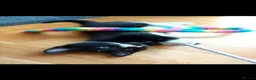 Mixed Breed cats for sale: 3 cute kittens for loving home - Advert 14