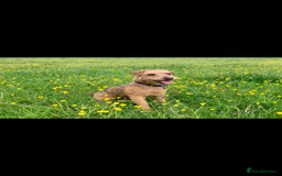 Lakeland Terrier dogs for sale: Lakeland Terrier pups - working style black & tan! - Image 2