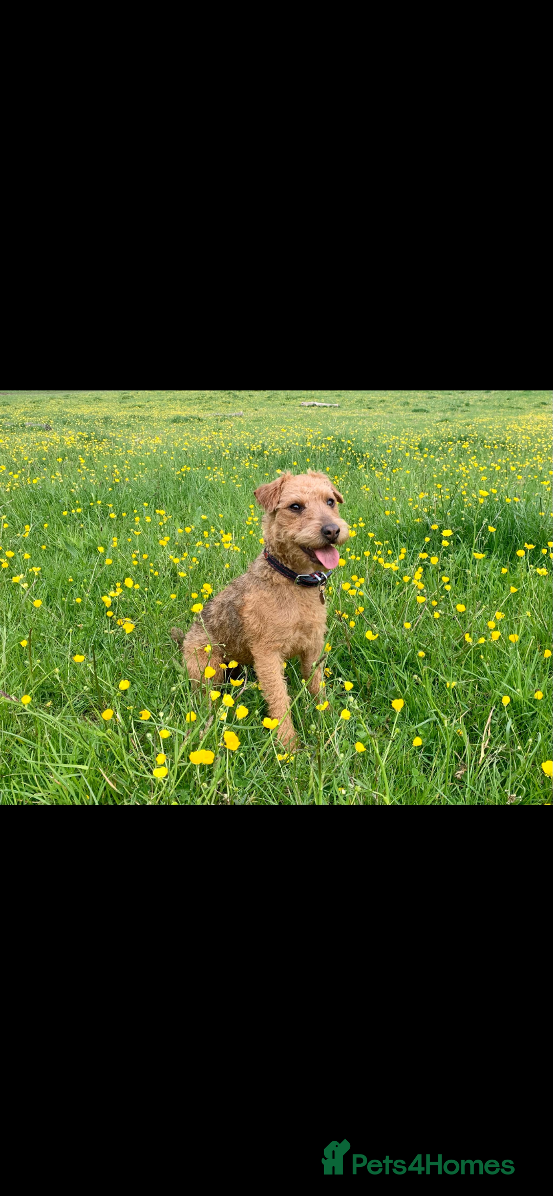 Lakeland Terrier dogs for sale: Lakeland Terrier pups - working style black & tan! - Image 2