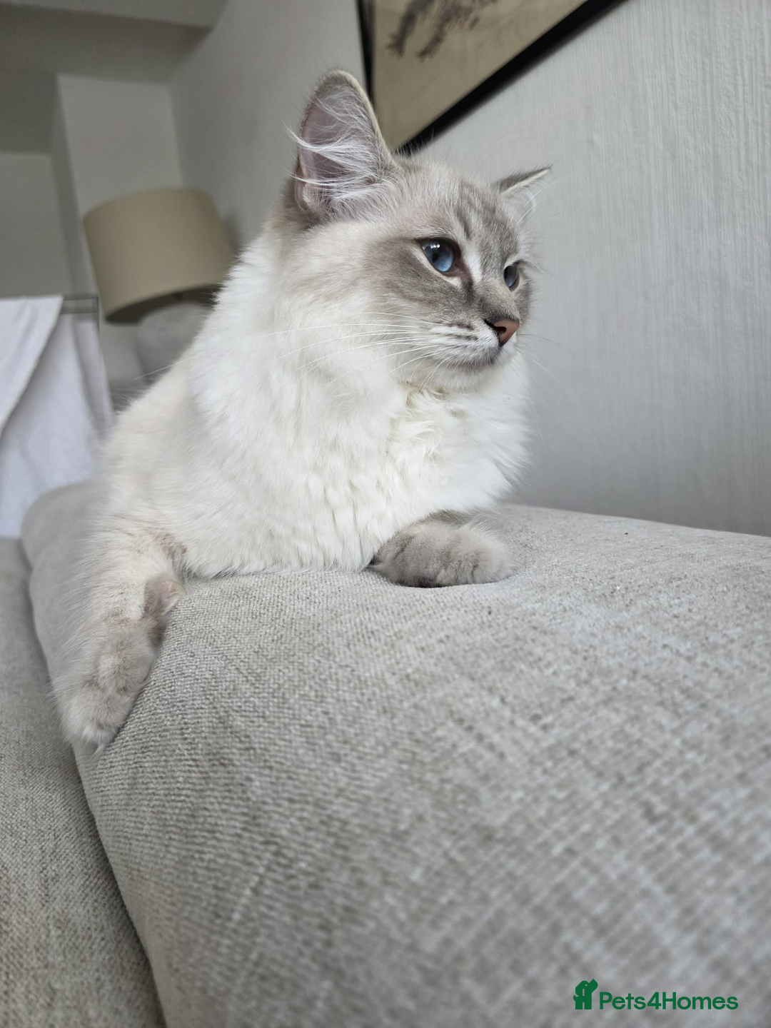 Ragdoll cats for sale: ✨RARE ALL LILAC LITTER GCCF&TICA Ragdoll Kittens✨ - Advert 31