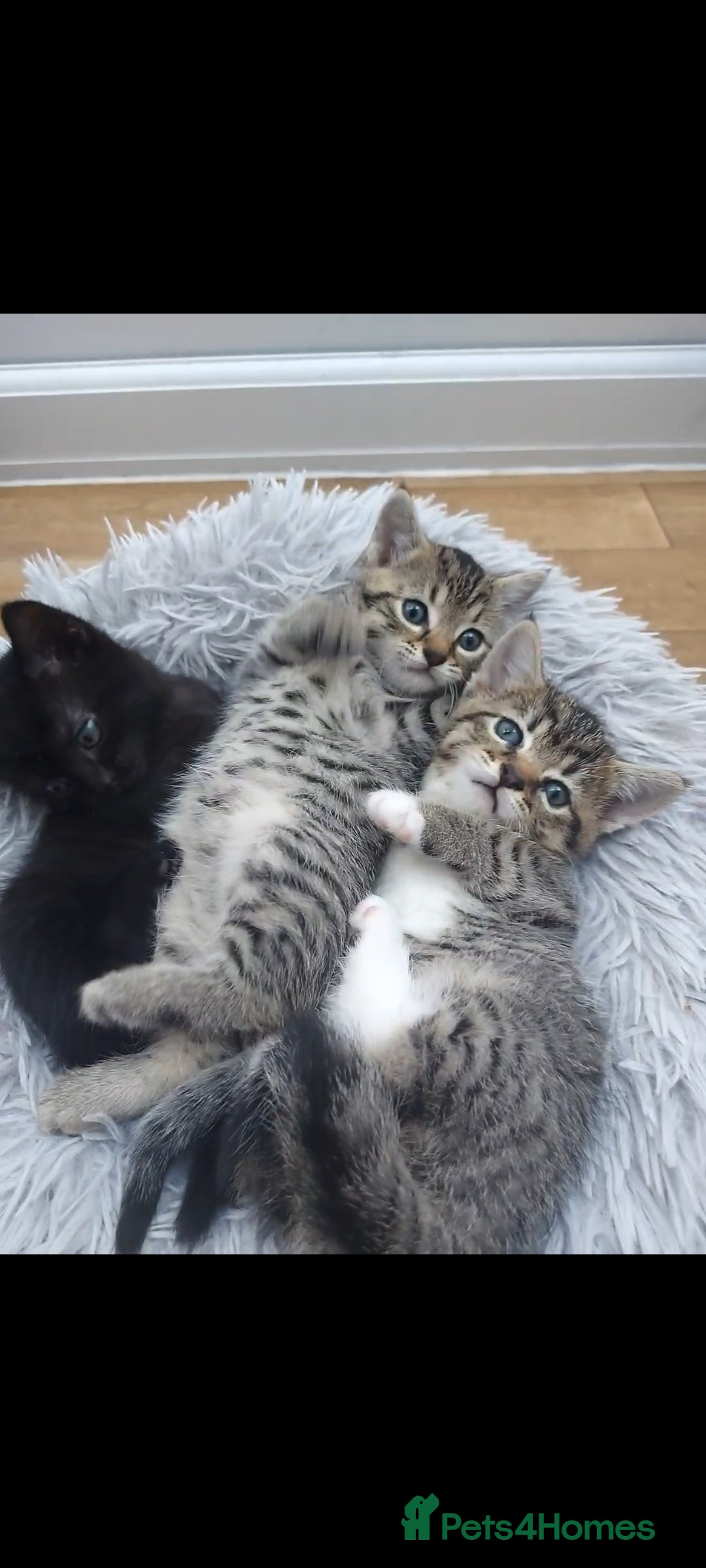 Mixed Breed cats for sale: Beautiful kittens 🥰 - Advert 10