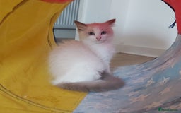 Ragdoll cats for sale: RAGDOLLS BOYS BICOLOUR VACCINATED MICROCHIPED  - Image 7