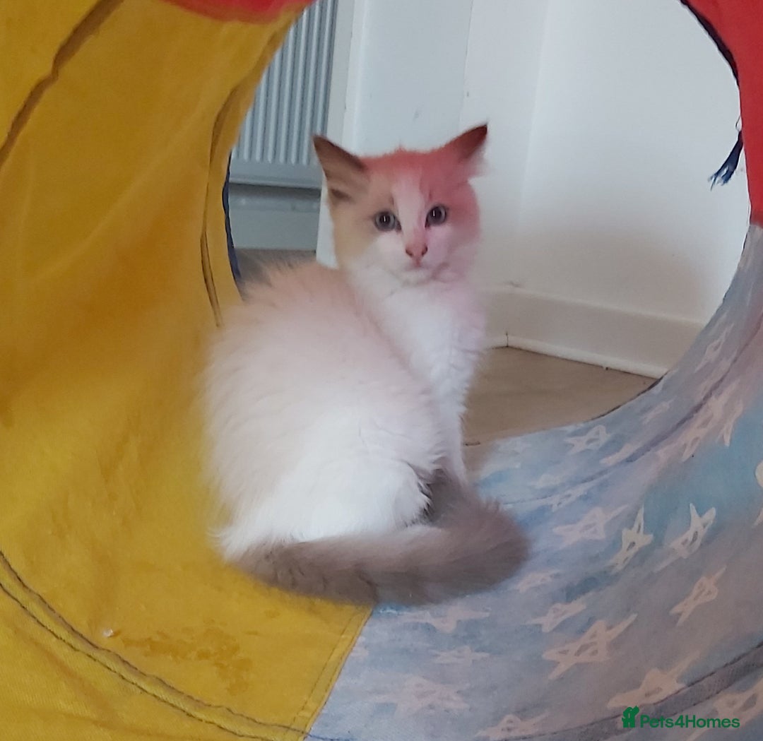 Ragdoll cats for sale: RAGDOLLS BOYS BICOLOUR VACCINATED MICROCHIPED  - Image 7