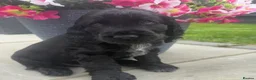 Cocker Spaniel dogs for adoption: Puppy for sale  in Henfield - Advert 4